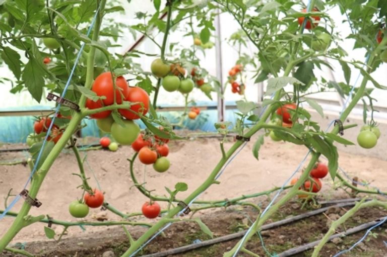 السيدة أودينا ساتوروفا - المصدر فاو