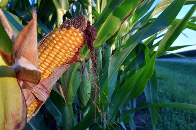 تغير المناخ سيسبب تغييرا كبيرا في مناطق حزام الذرة الأمريكي