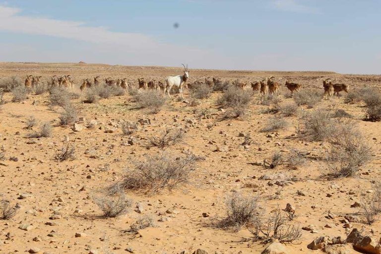 محمية عين دكوك