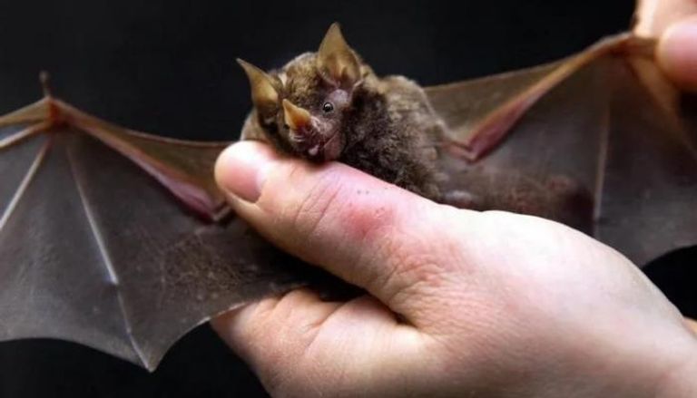 فيروس نيباه قد ينتقل إلى البشر عن طريق الاتصال المباشر مع الخفافيش
