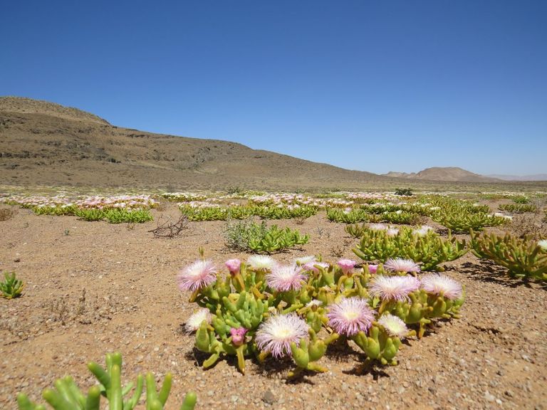 الصحراء الأفريقية غنية بالنباتات النادرة