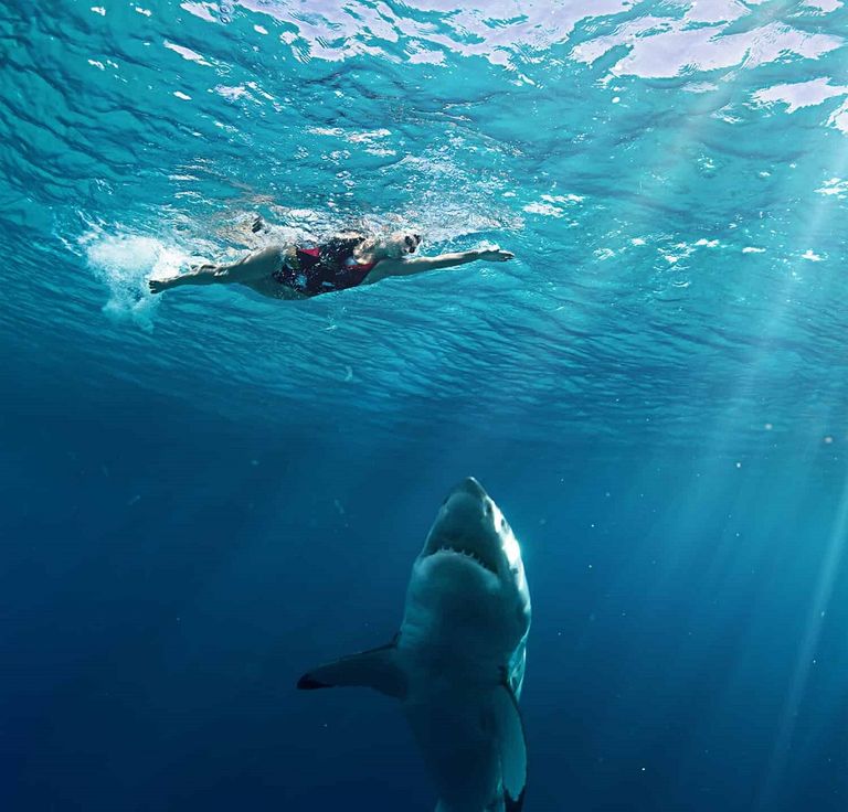 سمكة قرش أبيض