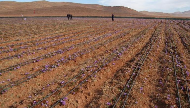 تجربة ناجحة للزراعة المستدامة بمنطقة الحوز بالمغرب