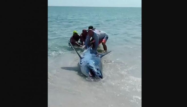 سمكة قرش على شاطئ فلوريدا الأمريكية