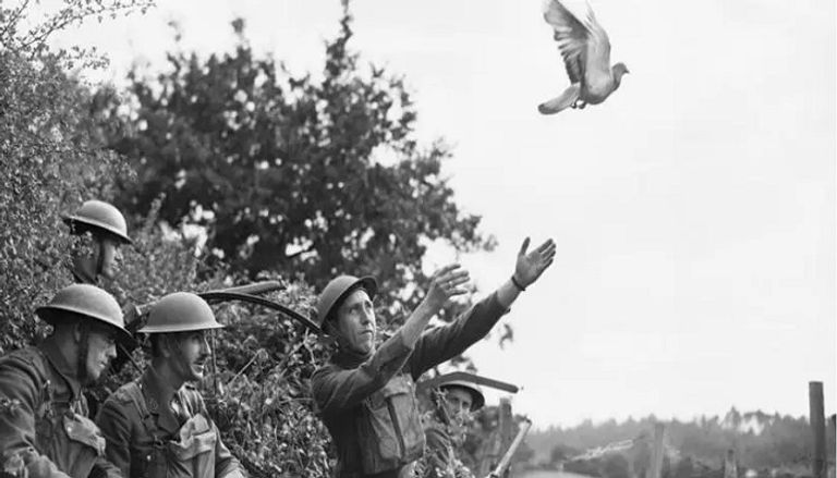 حمامة تحمل كاميرا تجسس