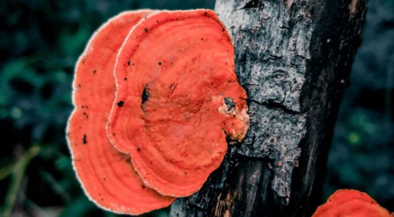 الورقة الفضية مرض مميت للنبات- أرشيفية