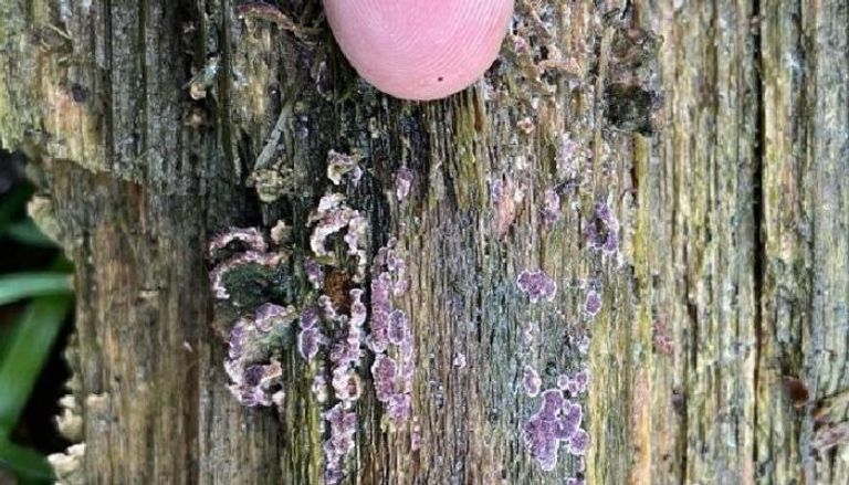 الورقة الفضية مرض مميت للنبات- أرشيفية