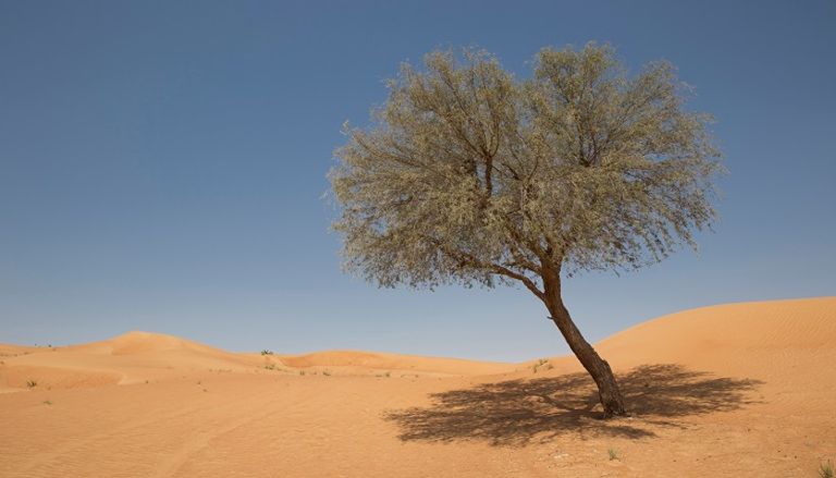 شجرة الغاف أشجار الغاف