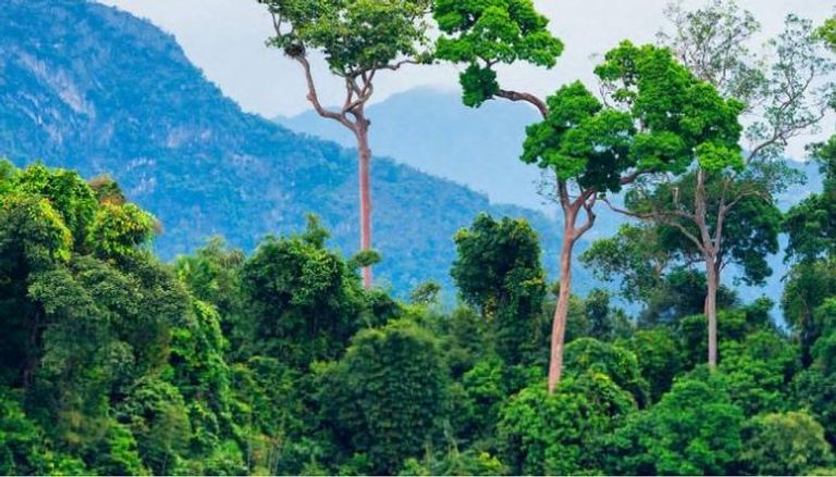 البرازيل تبني حلقات الكربون في غابات الأمازون
