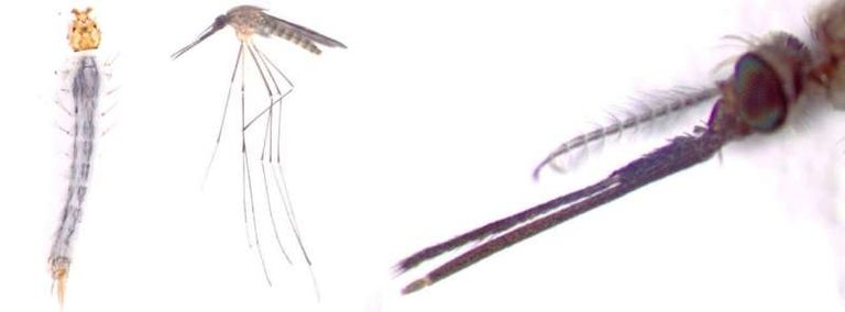 البعوض الناقل للملاريا ينتشر في درجات الحرارة العالية