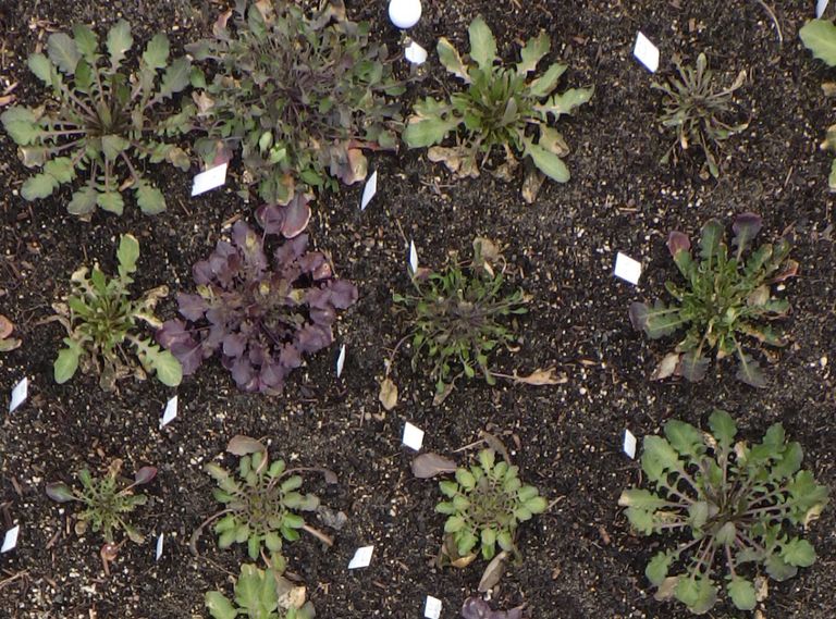 الذكاء الصطناعي يساعد في الكشف عن أسرار النبات