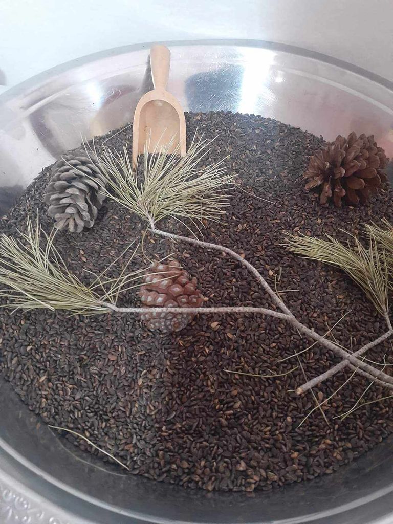 مخاريط الصنوبر الحلبي في حقول "الزقوقو"