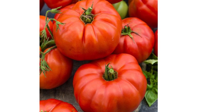 كيفية اختيار الطماطم كيفية اختيار الطماطم