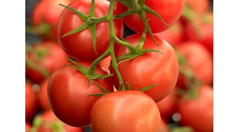 كيفية اختيار الطماطم كيفية اختيار الطماطم