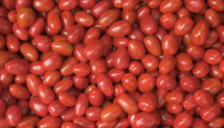 الطماطم العنبية كيفية اختيار الطماطم