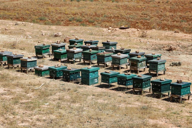 التغيّر المناخي والنزاع أنهكا مربّي النحل في سوريا