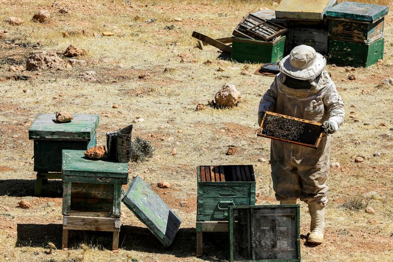 التغيّر المناخي والنزاع أنهكا مربّي النحل في سوريا