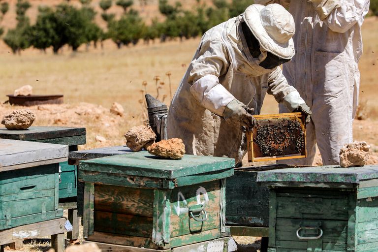 التغيّر المناخي والنزاع أنهكا مربّي النحل في سوريا