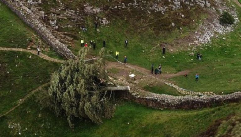 قطع شجرة عمرها 200 عام في بريطانيا