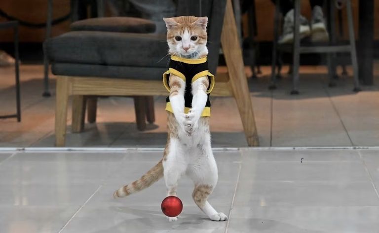 حارس أمن يحمل قطا أمام سلسلة وجبات سريعة في مانيلا