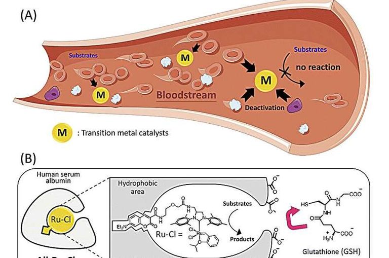 رسم توضيحي لطريقة تصنيع الدواء داخل الجسم
