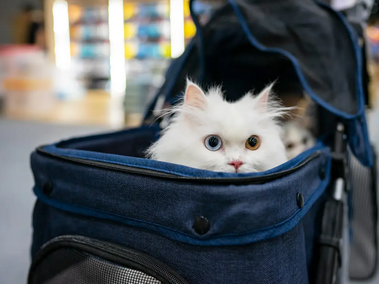 أفعى بوا العاصرة