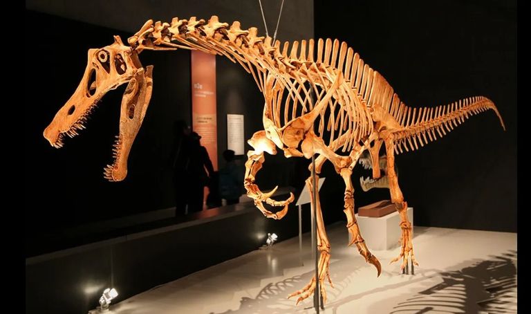 حفريات ديناصور عمرها ملايين السنين