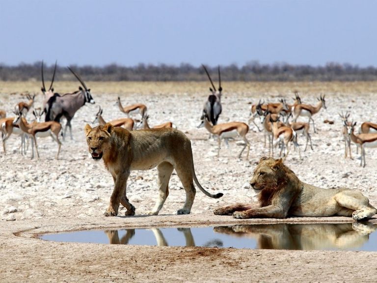 محمية ايتوشا الوطنية أحد أهم وجهات السفاري في العالم زيادة الوعي بضرورة حماية البيئة يؤدي إلى الإضرار بسمعة رحلات السفاري الجماعية