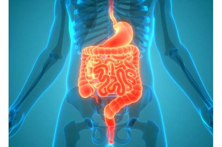 إضافة كوب من الفاصوليا إلى النظام الغذائي المعتاد يعزز ميكروبيوم الأمعاء