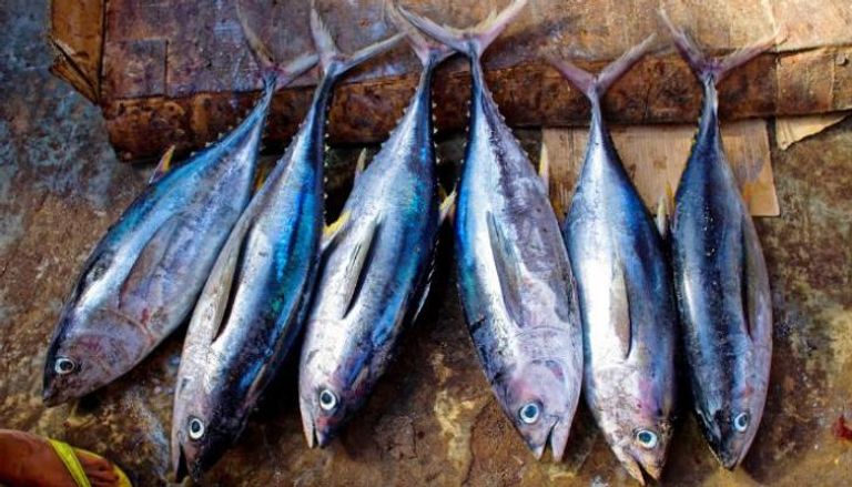 الأسماك مصدر غني بالبروتين وأقل إطلاقاً للانبعاثات