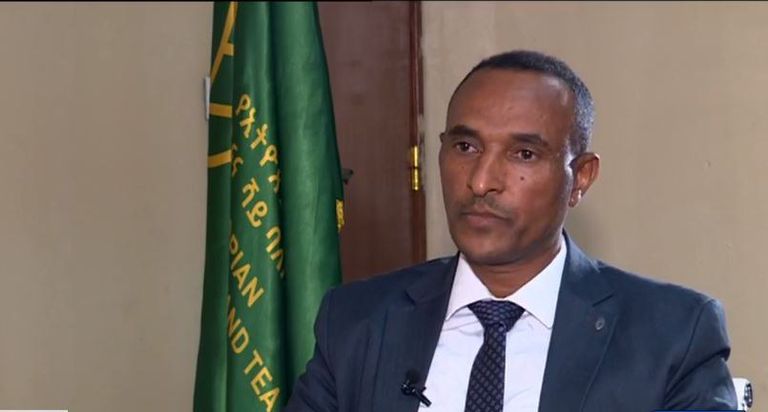 شتلات الشاي والقهوة