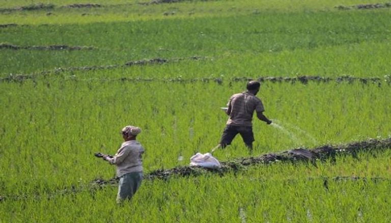 زراعة الأرز بأفريقيا - أرشيفية