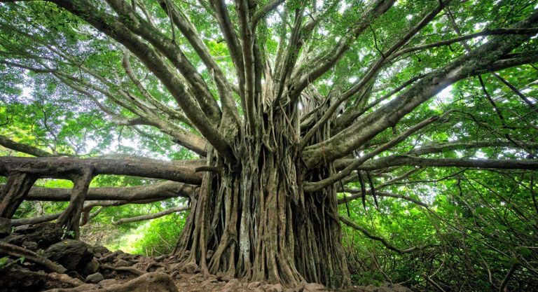 صعق جذور النباتات