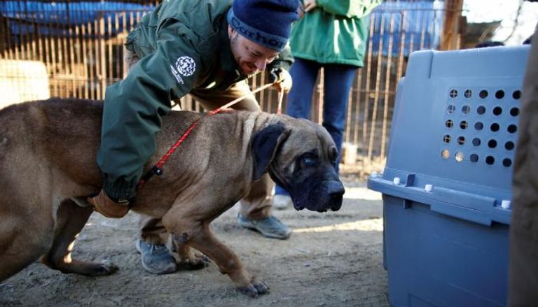 كوريا الجنوبية تحظر تناول لحوم الكلاب - أرشيفية