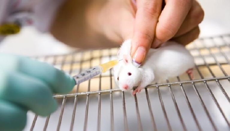 فئران التجارب من أهم وسائل البحث العلمي