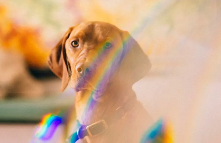 رؤية الألوان تعتمد على انعكاس الموجات الطولية للضوء