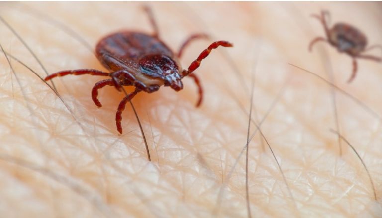 حشرة القراد حشرة القراد