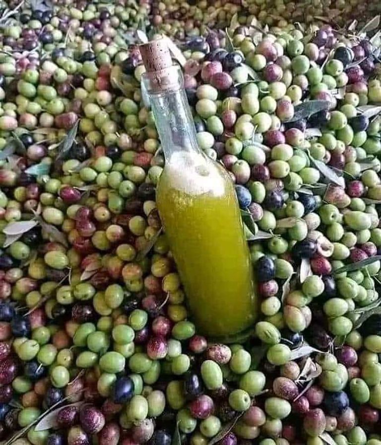 الزيتون.. ذهب تونس الأخضر