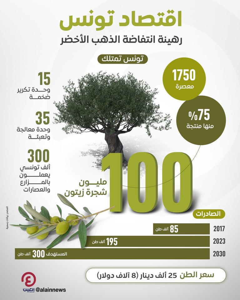 الزيتون.. ذهب تونس الأخضر