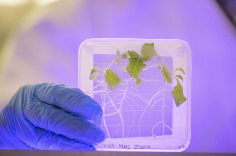 الخس الفضائي تستعمره بكتيريا الإشريكية القولونية والسالمونيلا