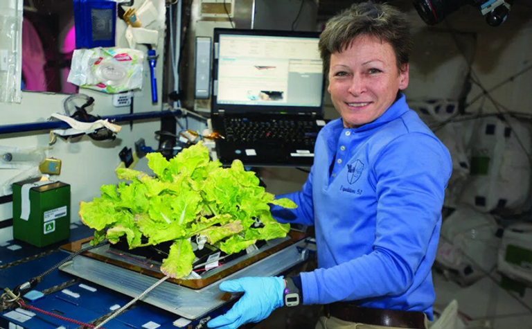 الخس الفضائي تستعمره بكتيريا الإشريكية القولونية والسالمونيلا