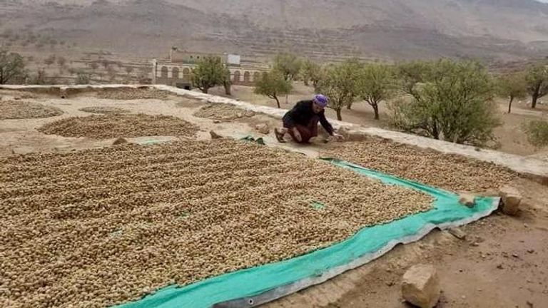 رحلة زراعة شجرة اللوز أشجار اللوز اليمني البلدي