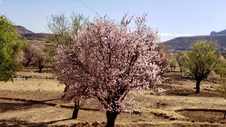 عدد أشجار اللوز اليمني أشجار اللوز اليمني البلدي