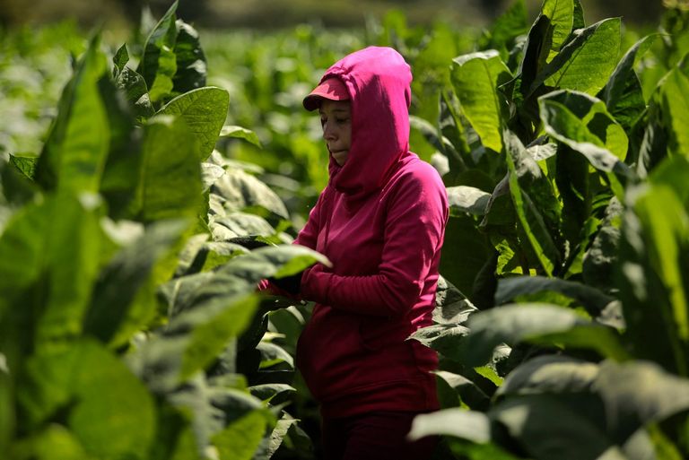 سيجار نيكاراغوا