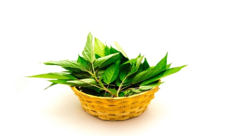 تخزين الملوخية تخزين الملوخية