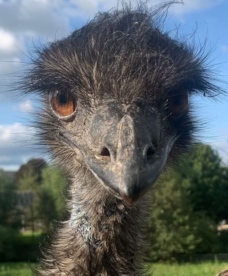 طائر الإيمو المفقود "إيروين"