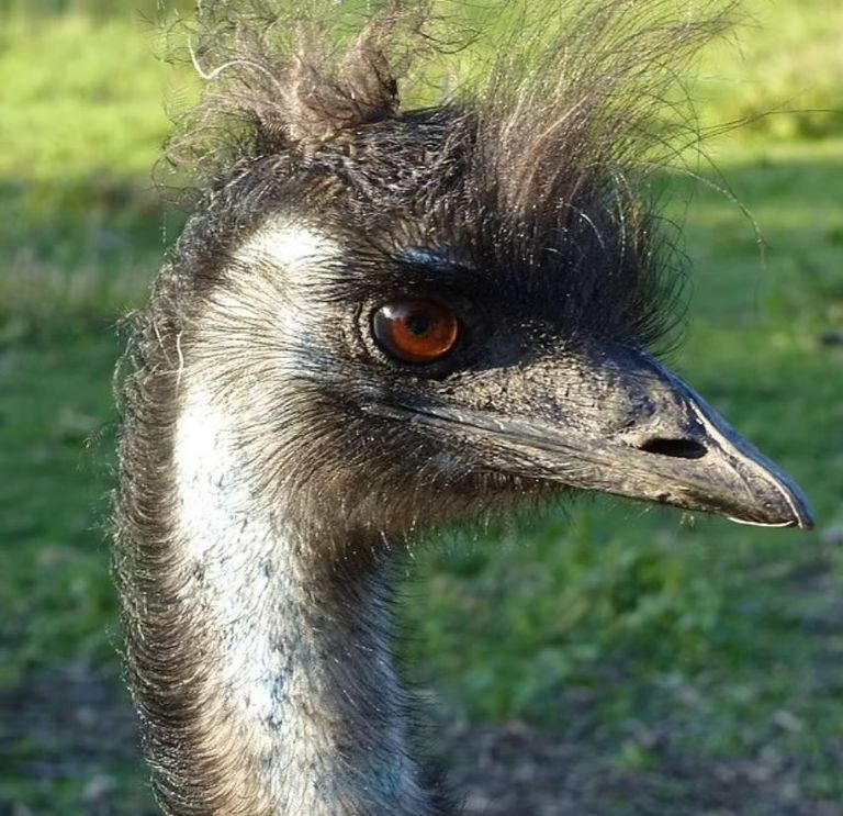 طائر الإيمو المفقود "إيروين"