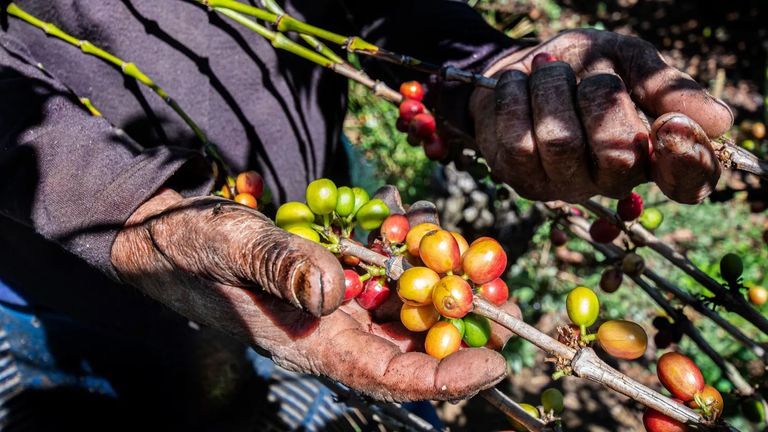 ستاربكس - أرشيفية