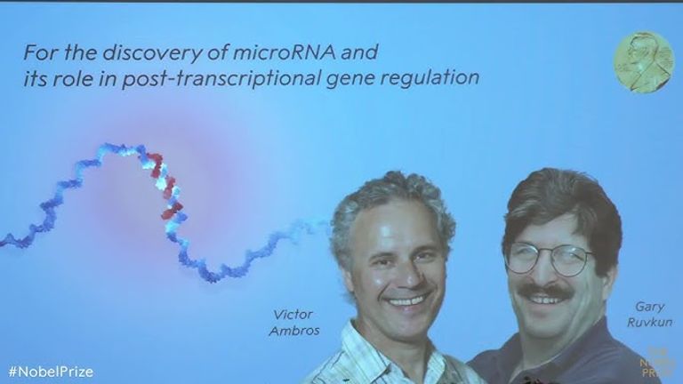 لحظة إعلان فوز فيكتور أمبروس وجاري روفكون بجائزة نوبل في الطب