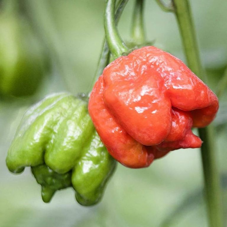 سرقة الطعام بين زملاء العمل شائعة في أماكن عدة